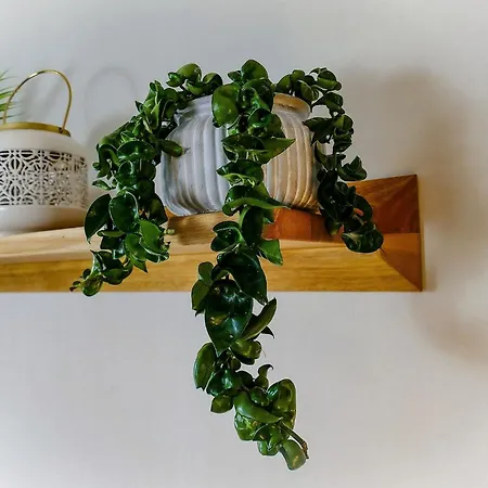 Διαμέρισμα Haus Horizont Hz13 Κουξχάφεν